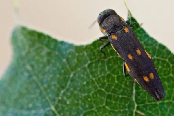 Invasive Pest Species: New Threats Spreading Worldwide