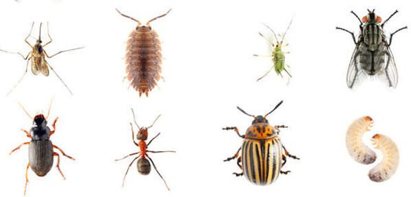 Outdoor Pests Guide: How to Control Backyard Invaders
