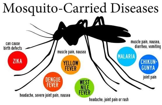 Mosquito-Borne Disease Outbreaks: Global Health Updates